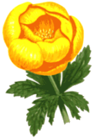 Glatzer Rose: Symbol der Grafschaft Glatz