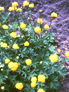 Foto 1 der Glatzer Rose